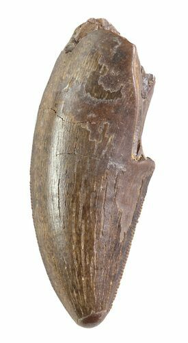Tyrannosaur Tooth - Judith River Formation #63130